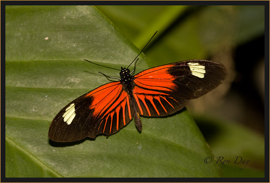 Butterfly (Heliconius) 